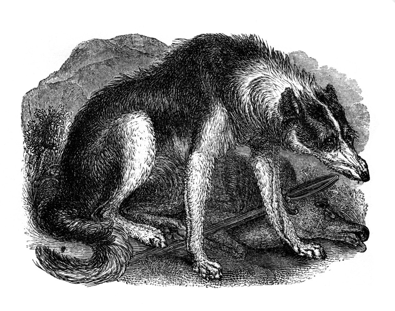 Ulvehund, 1848 af Unbekannt