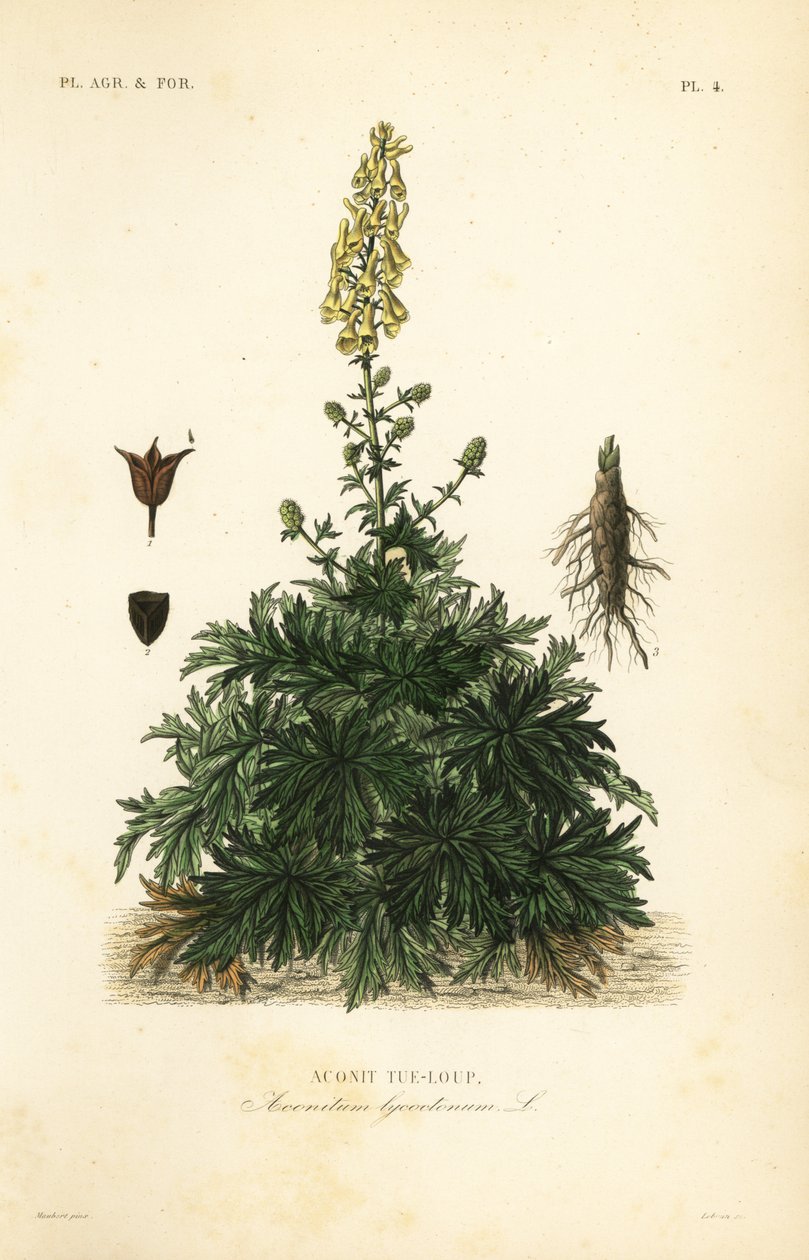 Ulvebane eller ulvebane, Aconitum lycoctonum, Wolfsbane af Unbekannt