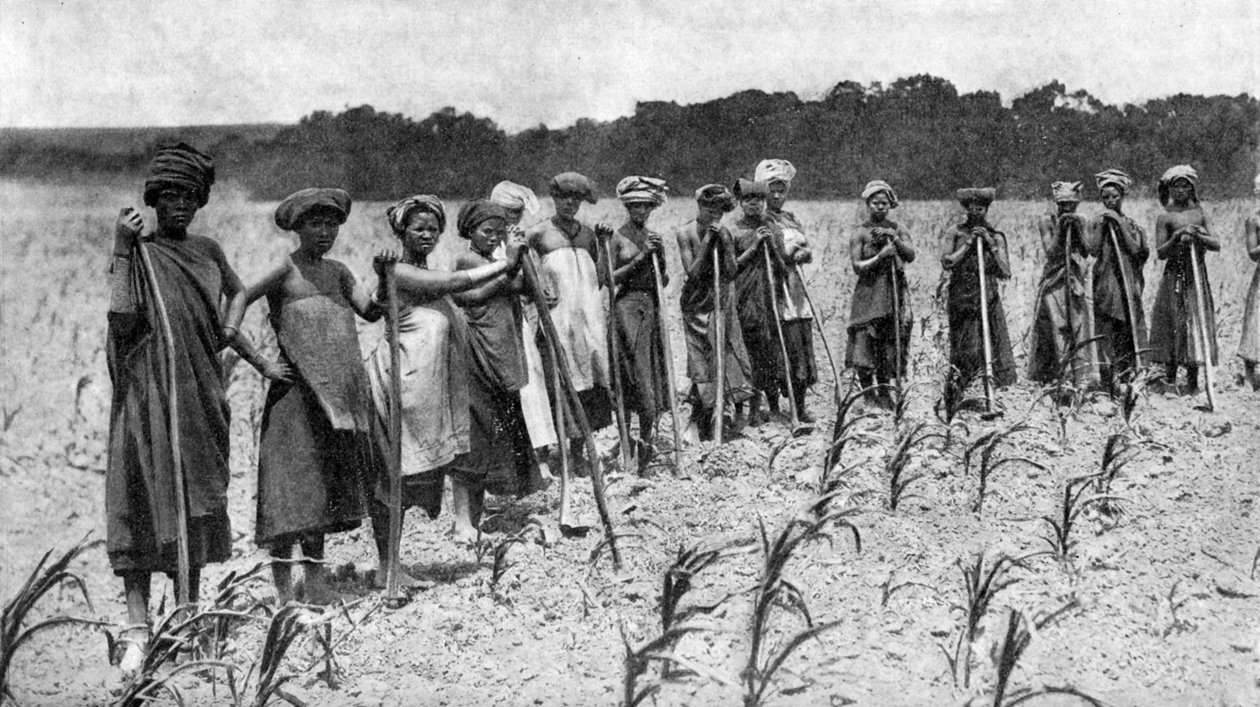Kvinder, der hakker en majsmark, Sydafrika, c1923 af Unbekannt