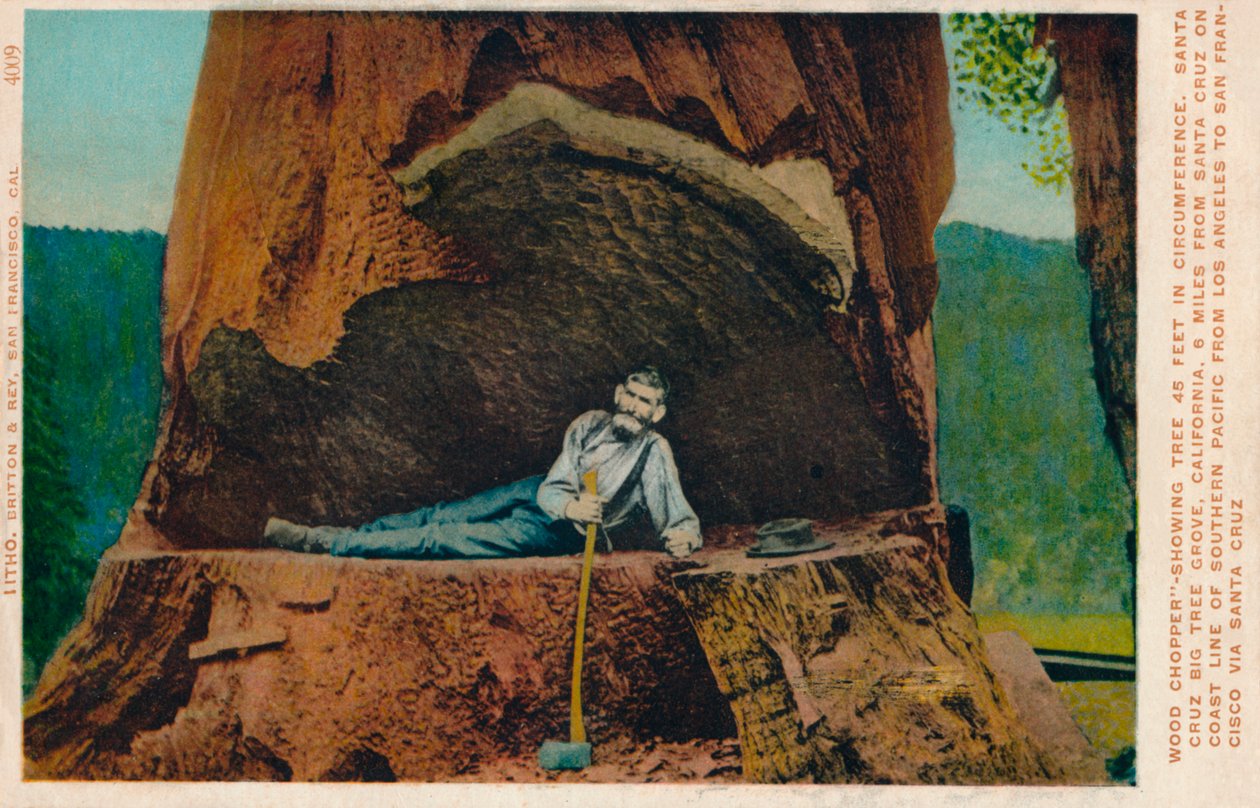 Træsnitter-visende træ 46 fod i omkreds. Santa Cruz Big Tree Grove, Californien, c1909 af Unbekannt