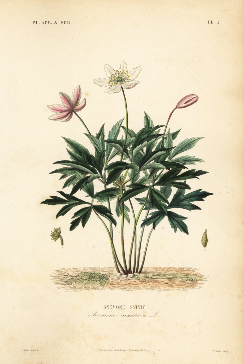 Skovanemone eller vindblomst, Anemone nemorosa, Anemone sylvie af Unbekannt