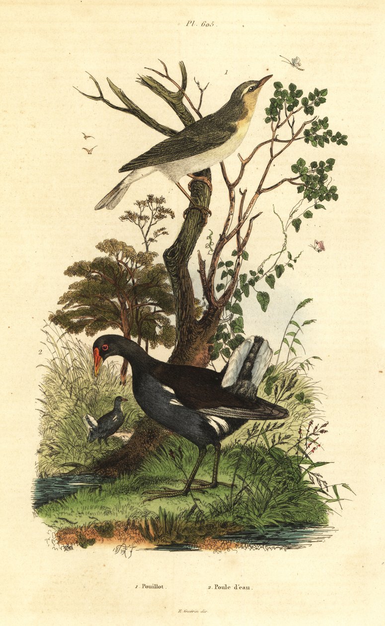 Skovsanger, Phylloscopus sibilatrix og hedehøne, Gallinula chloropus af Unbekannt