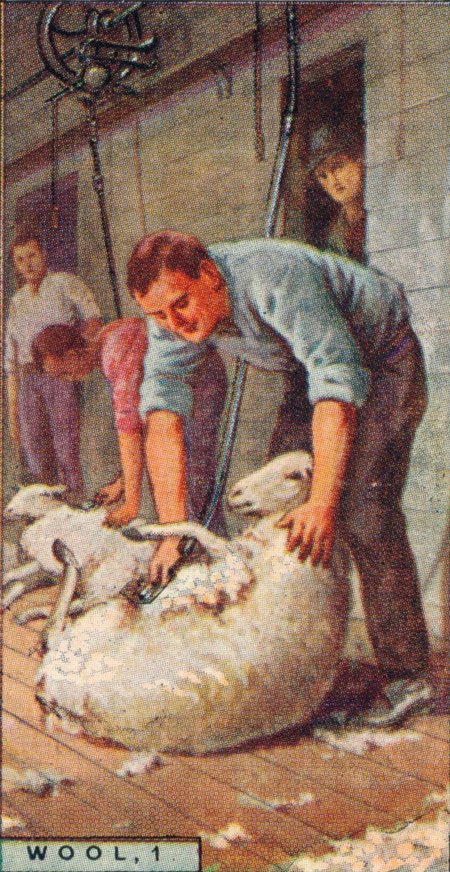 Uld, 1. - Klipning af får af Machinery, Australien, 1928 af Unbekannt
