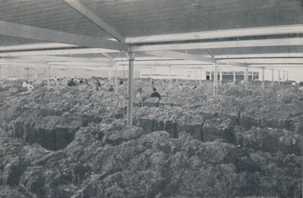 Uld til salg i et udstillingslokale i Melbourne, 1923. af Unbekannt