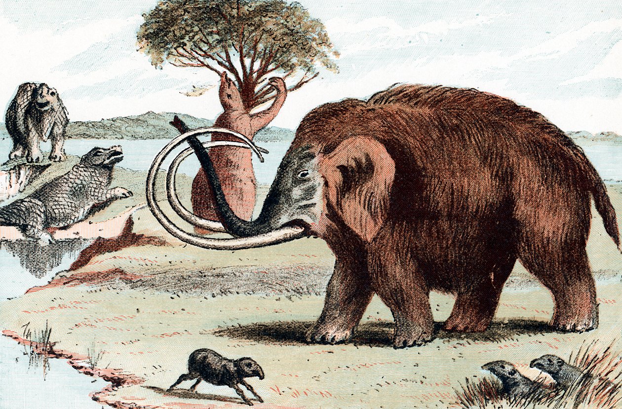Ulden mammut Mammuthus, 1892 af Unbekannt