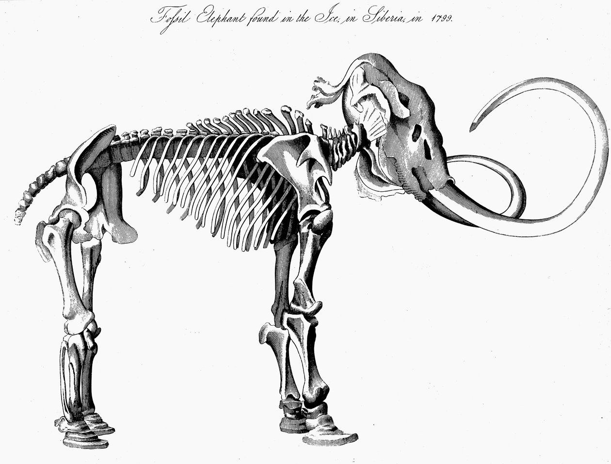 Ulden mammut Mammuthus skelet, 1830 af Unbekannt