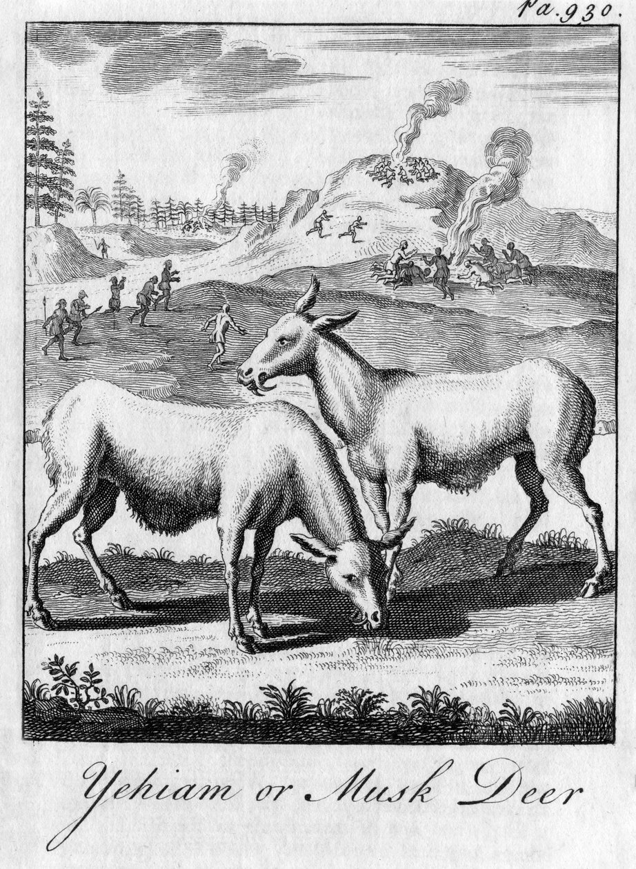 Yehiam eller moskushjort, c1700-tallet af Unbekannt