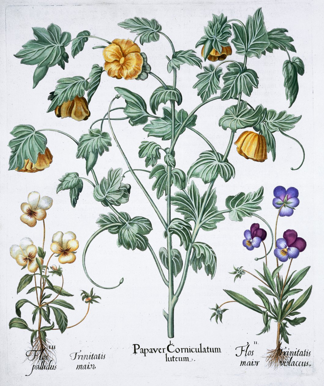 Gulhornet valmue, 1613 af Unbekannt