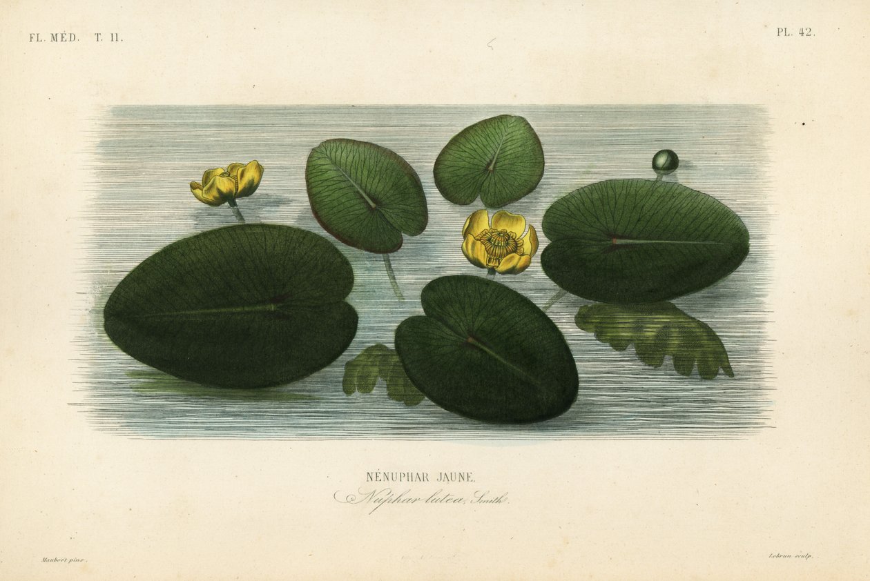 Gul åkande, Nuphar lutea, Nenuphar lutea, Nenuphar jaune af Unbekannt