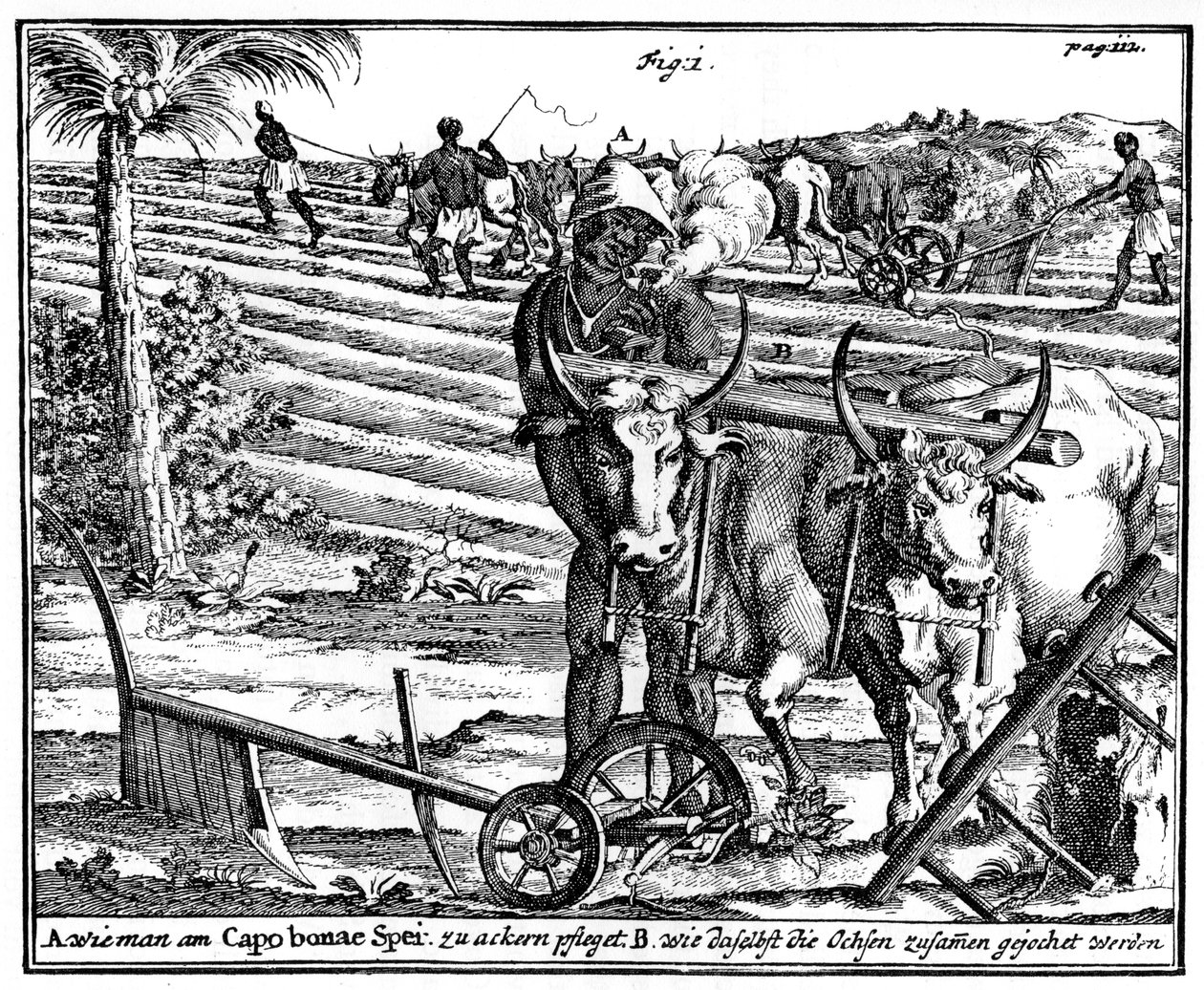 Okser og pløjemarker, Sydafrika, 1700-tallet 1931 af Unbekannt