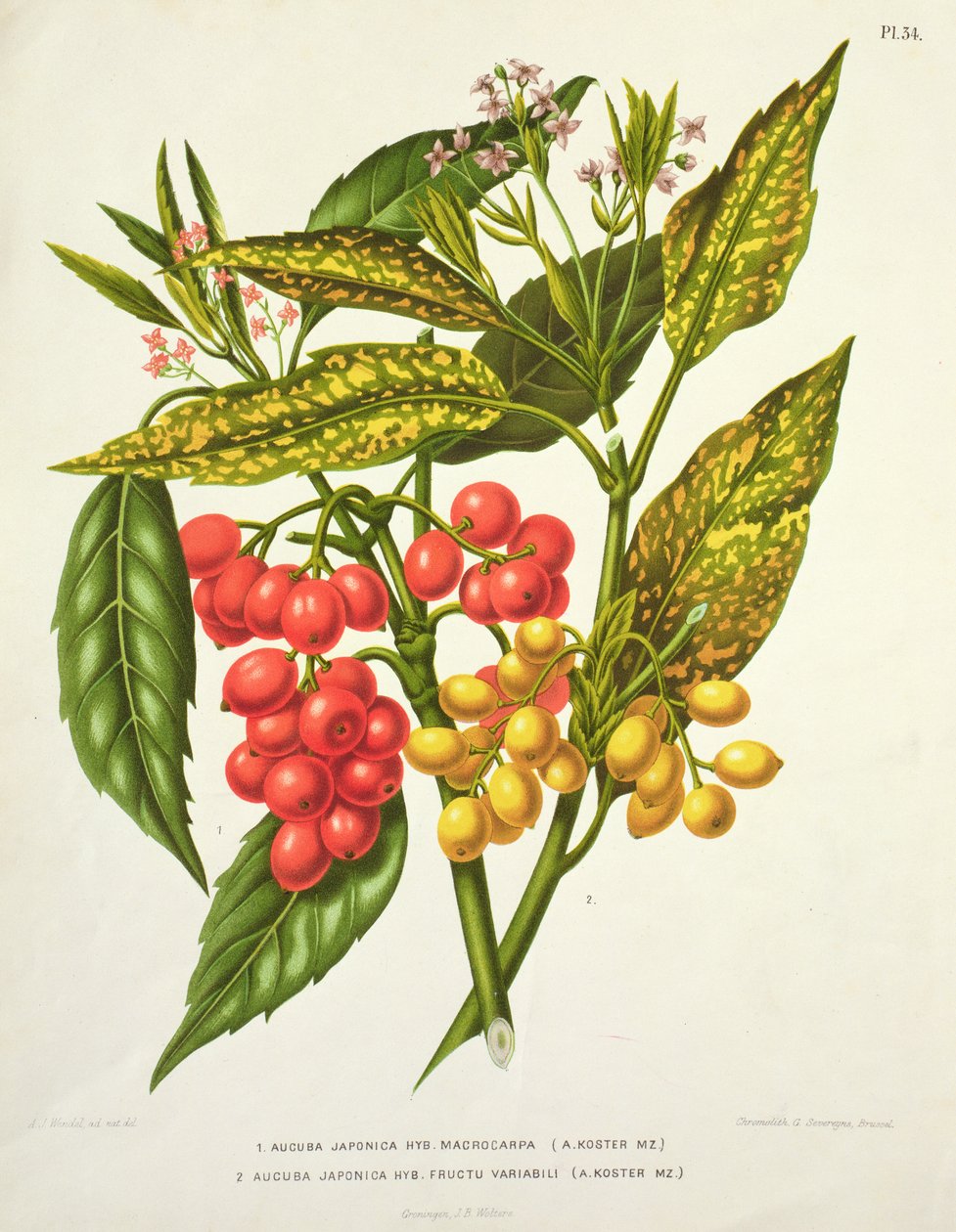 Aucuba japonica hybrid macrocarpa og Fructu variabili, af A. Koster (1800-tallet) (tryk) af Unbekannt Unbekannt