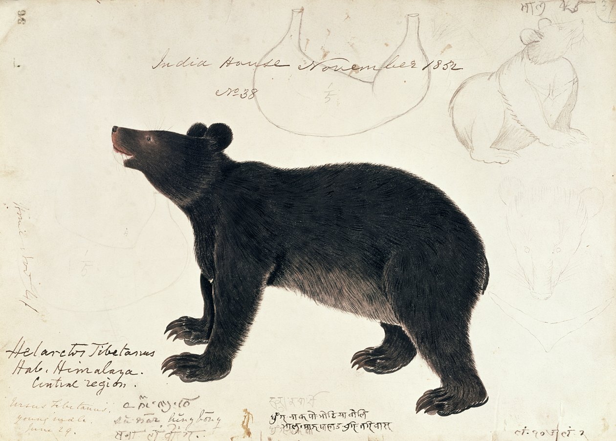 Tegning af en asiatisk sortbjørn, Ursus Tibetanus, fra den centrale region i Himalaya af Unbekannt Unbekannt