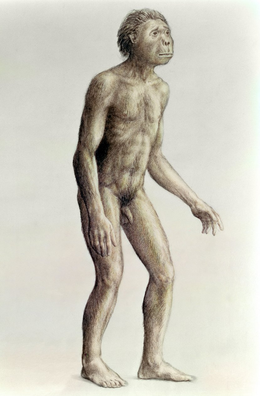 Homo habilis af Unbekannt Unbekannt