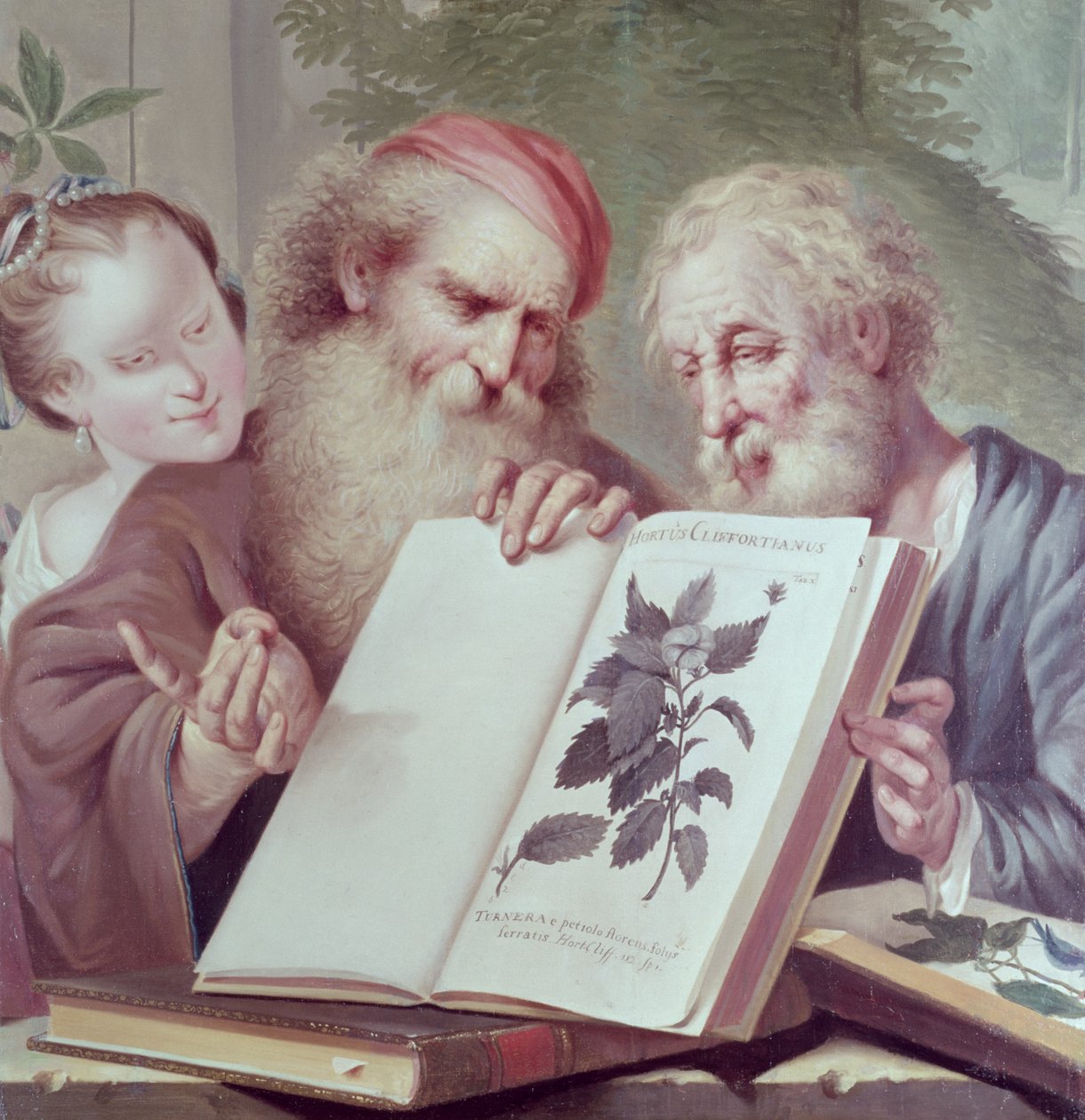 Illustration fra Hortus Cliffortianus, af Carl Linnaeus (1707-78) udgivet Amsterdam 1737-38 af Unbekannt Unbekannt