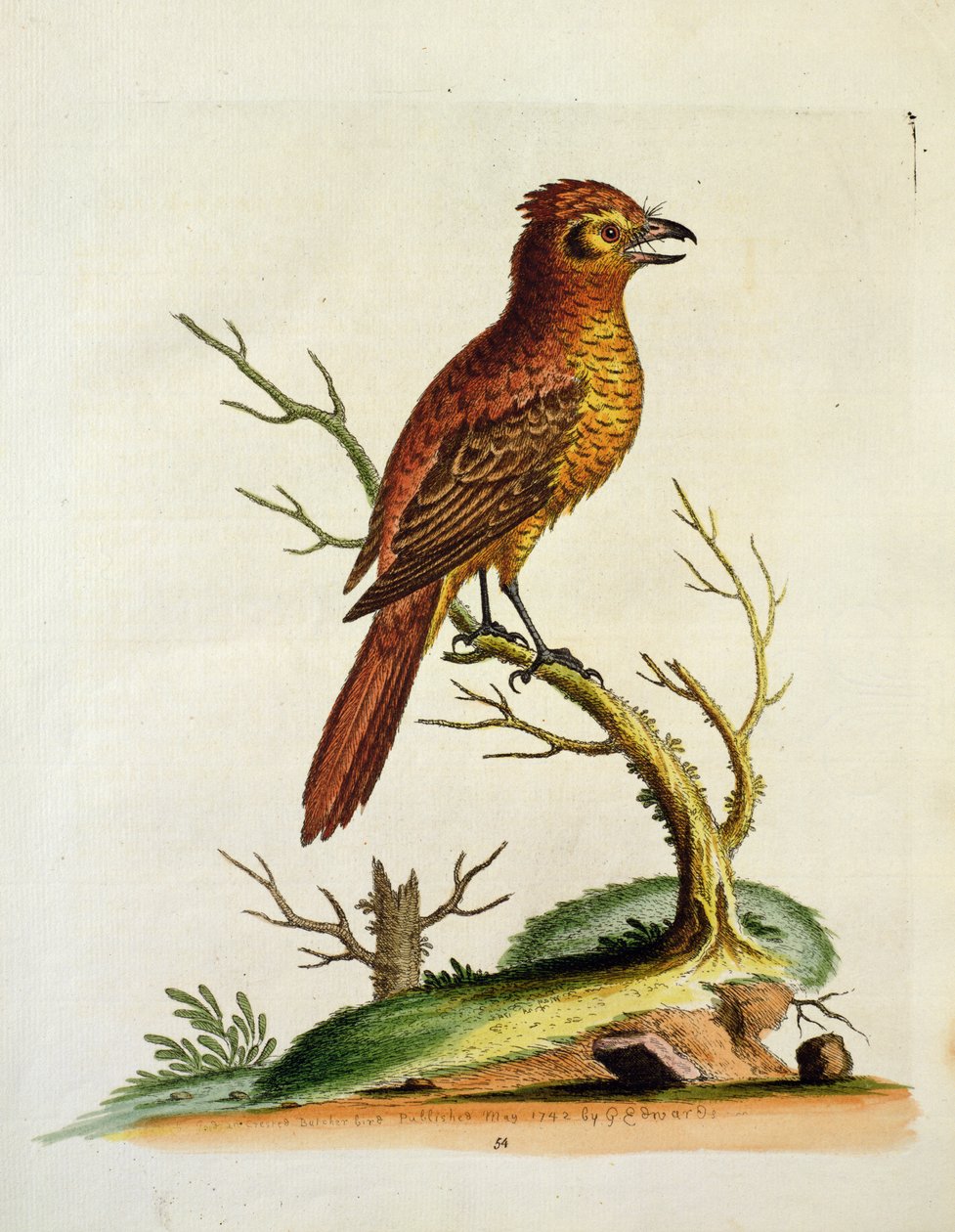 Indian Great Crested Bulcher Bird, pub. maj 1742 af G.E. Inard af Unbekannt Unbekannt
