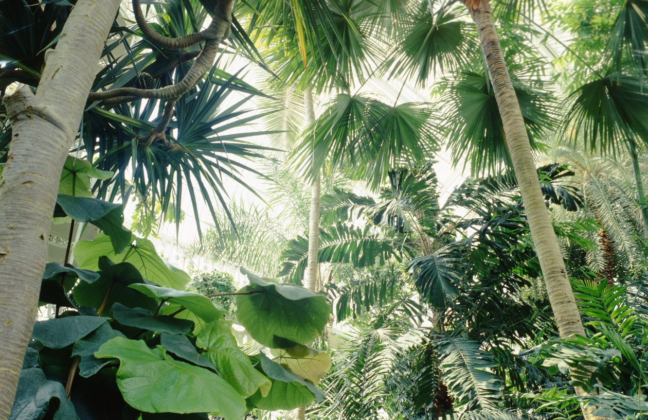 Indvendig udsigt af Palm House af Unbekannt Unbekannt