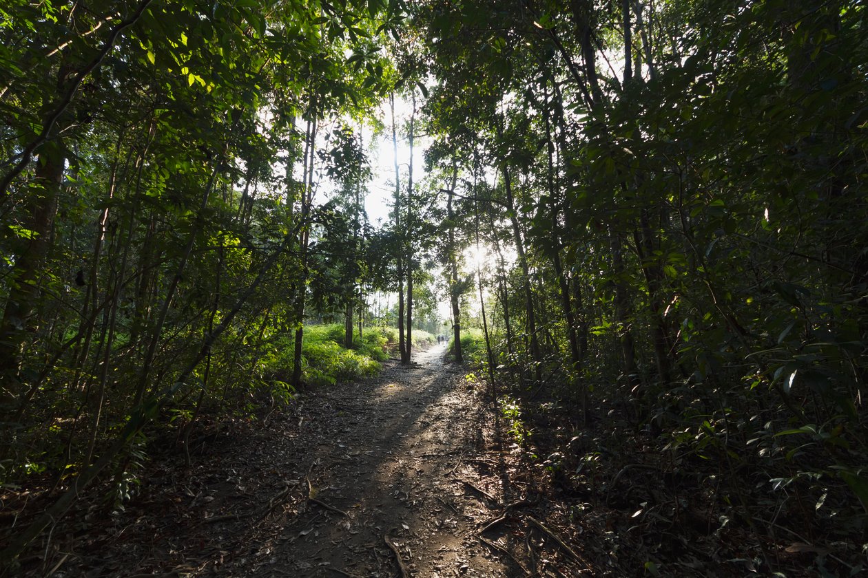 Sti i junglen ved Camp Leaky, Tanjung Puting National Park, Central Kalimantan, Borneo, Indonesien af Unbekannt Unbekannt