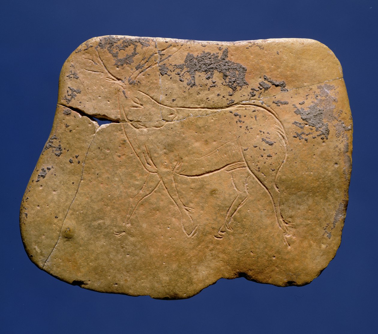Rensdyr, indskåret tegning på kalksten, Paleolithic, Magdalenian V, fra Laugerie Basse, Dordogne, ca. 12000 f.Kr. af Unbekannt Unbekannt