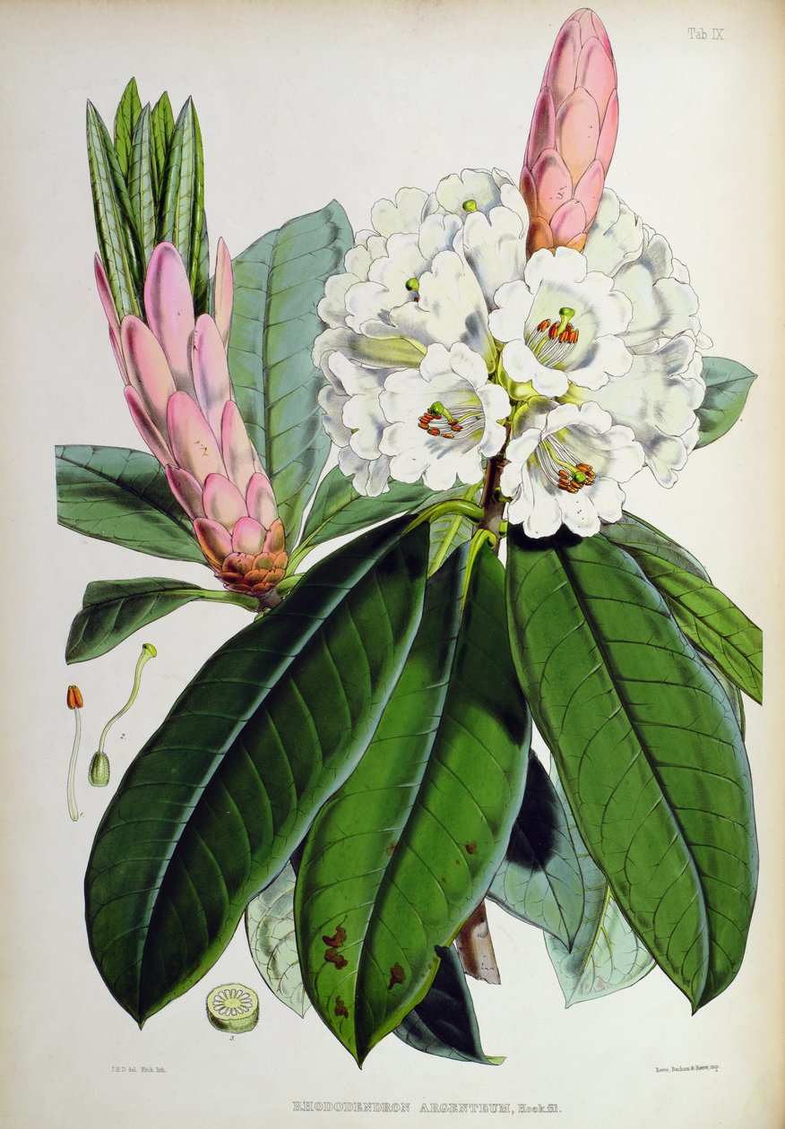 Rhododendron: Argenteum, fra `The Rhododendrons of Sikkim-Himalaya, af J.D. Hooker, 1849-51 af Unbekannt Unbekannt