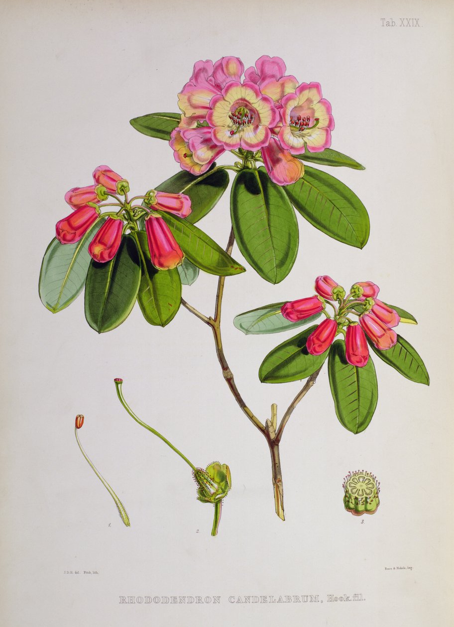 Rhododendron: Candelabrum, fra `The Rhododendrons of Sikkim-Himalaya af J.D. Hooker, 1849-51 af Unbekannt Unbekannt