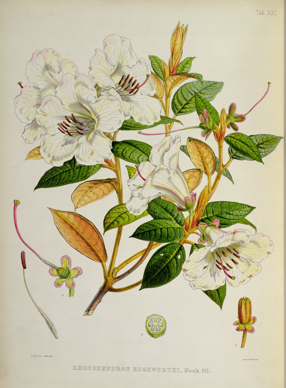 Rhododendron: Edgeworthi fra `The Rhododendrons of Sikkim-Himalaya af J.D. Hooker 1849-51 af Unbekannt Unbekannt