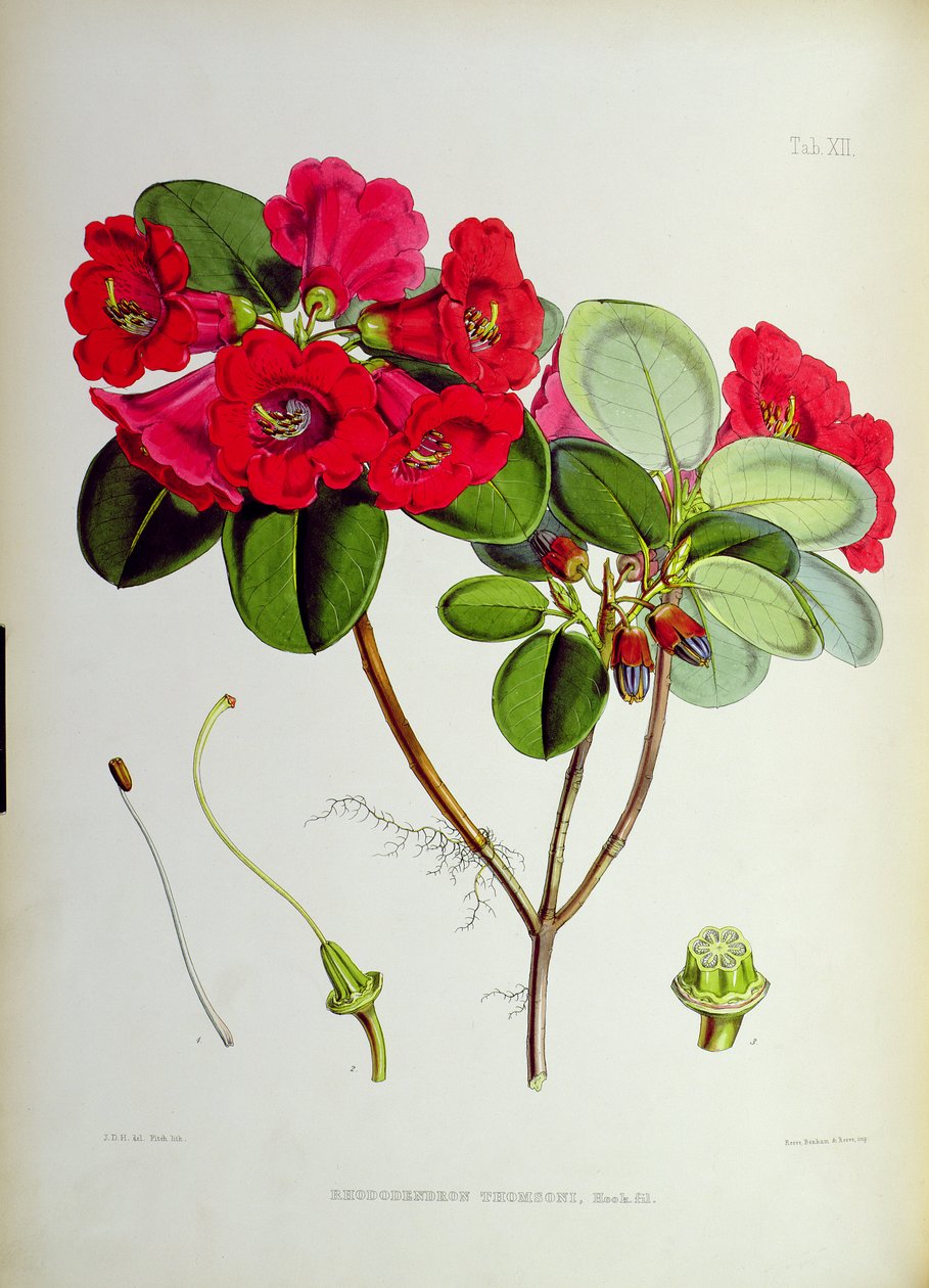 Rhododendron: Thomsoni, fra `The Rhododendrons of Sikkim-Himalaya af J.D. Hooker 1849-51 af Unbekannt Unbekannt