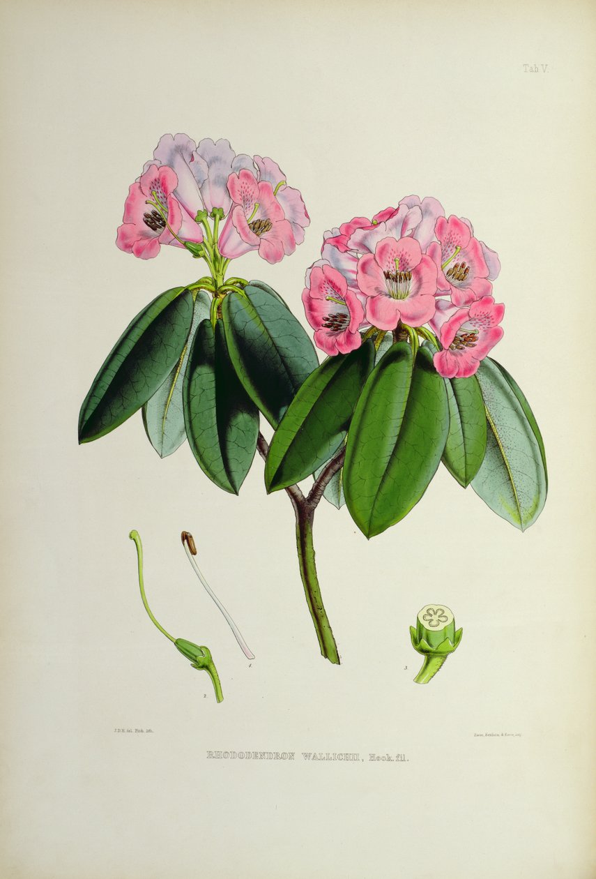 Rhododendron: Wallichii, fra `The Rhododendrons of Sikkim-Himalaya af J.D. Hooker 1849-51 af Unbekannt Unbekannt