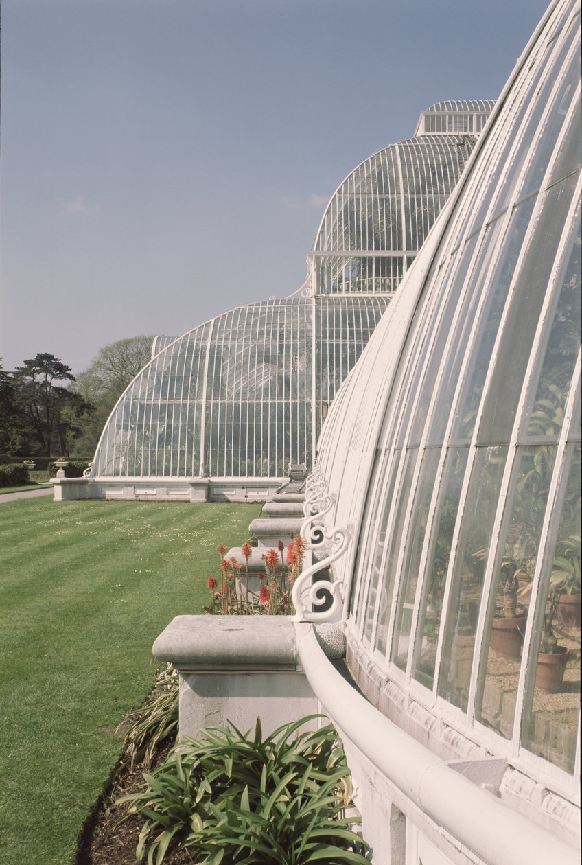 Sektion af Palmehuset, designet af Decimus Burton, 1800-81 af Unbekannt Unbekannt