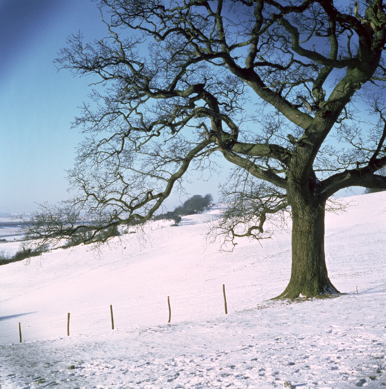 Vinterlandskab, Hockley Downs, Essex af Unbekannt Unbekannt