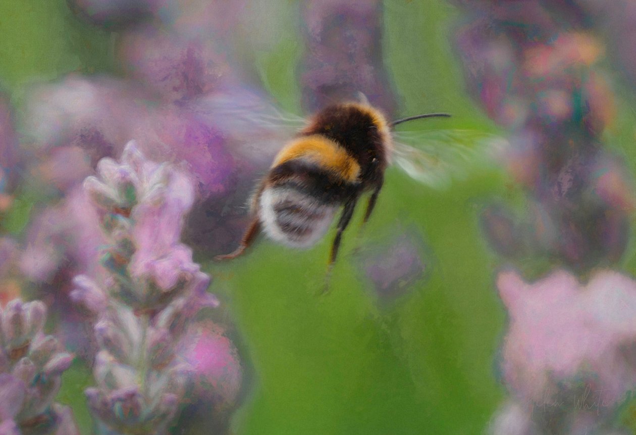 Bi i lavendel, 2018, af Unbekannt Unbekannt