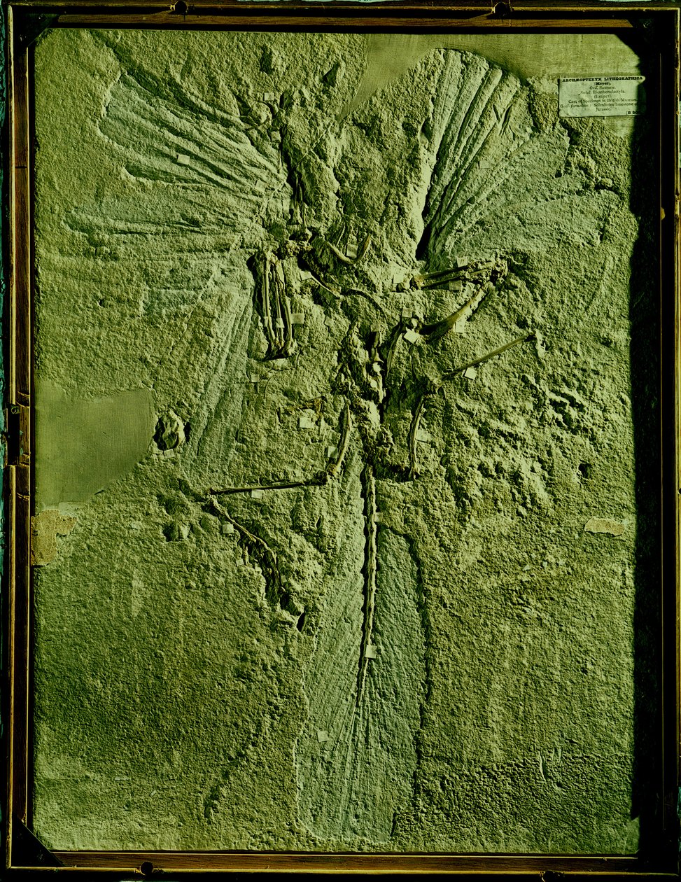 Afstøbning af Archaeopteryx lithographica af Unbekannt Unbekannt