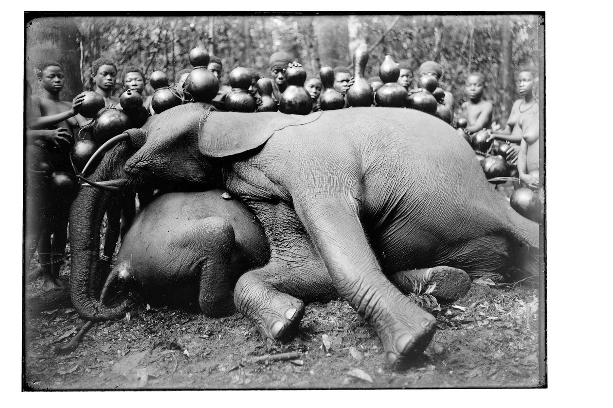Elefant, ca. 1910 af Unbekannt Unbekannt
