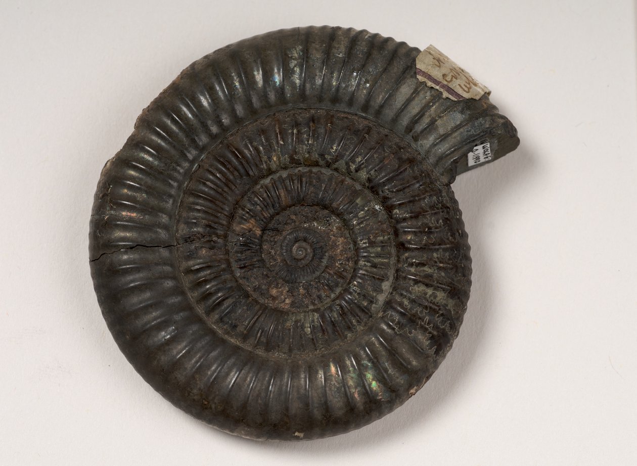 Fossil ammonit identificeret som Dactylioceras sp., cirka 190 millioner år gammel af Unbekannt Unbekannt