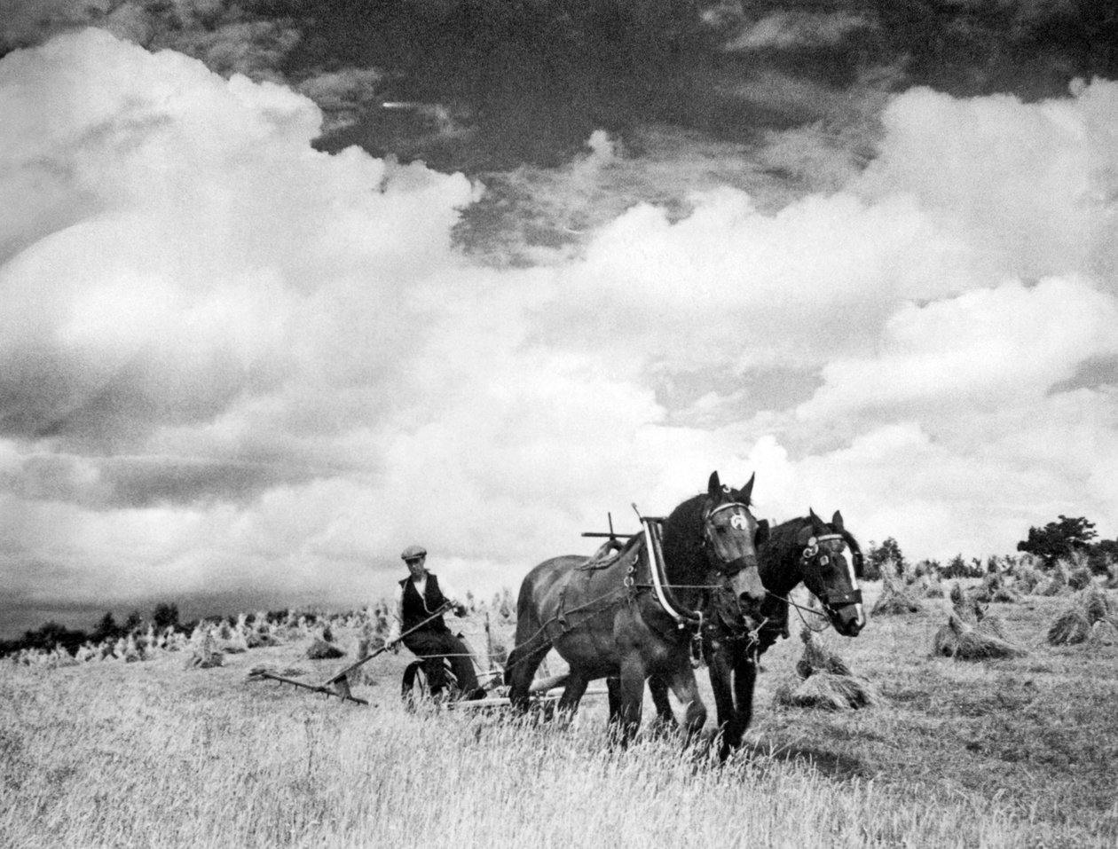 Høst irsk rajgræs, 1940 af Unbekannt Unbekannt
