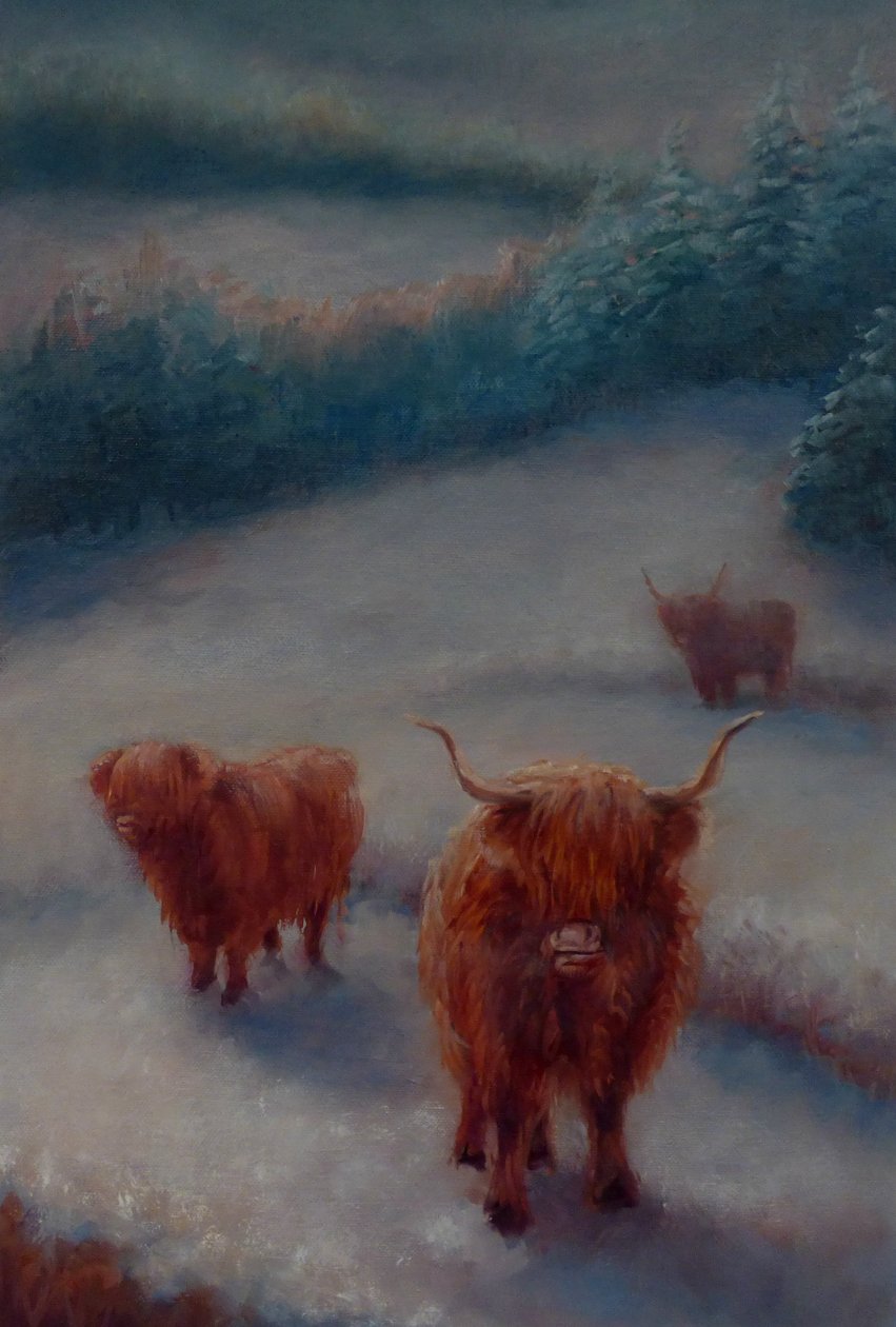 Highland Cattle, 2018, af Unbekannt Unbekannt