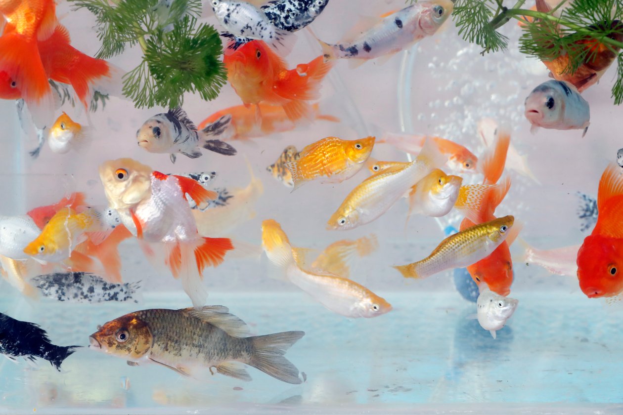 Mange guldfisk i akvariet i dyrehandel til salg, Cai Be, Vietnam af Unbekannt Unbekannt