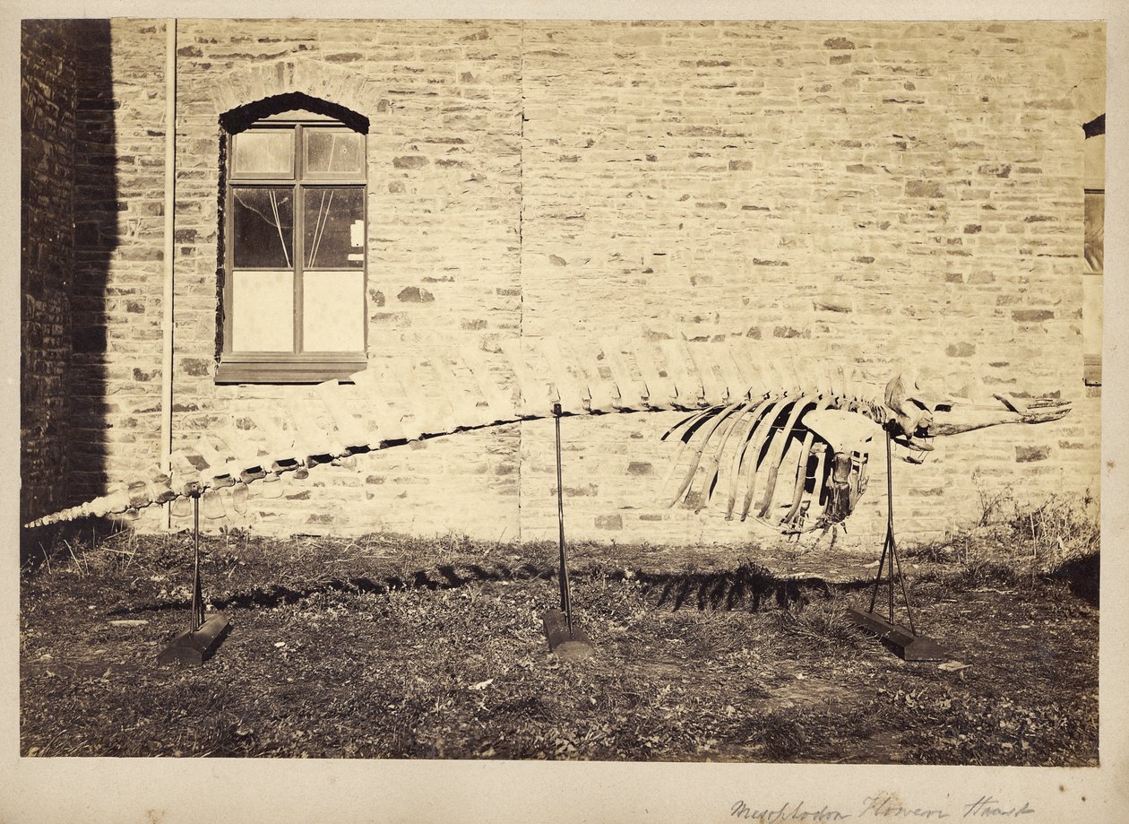 Mesoplodon Floweri Haast, slutningen af 1870