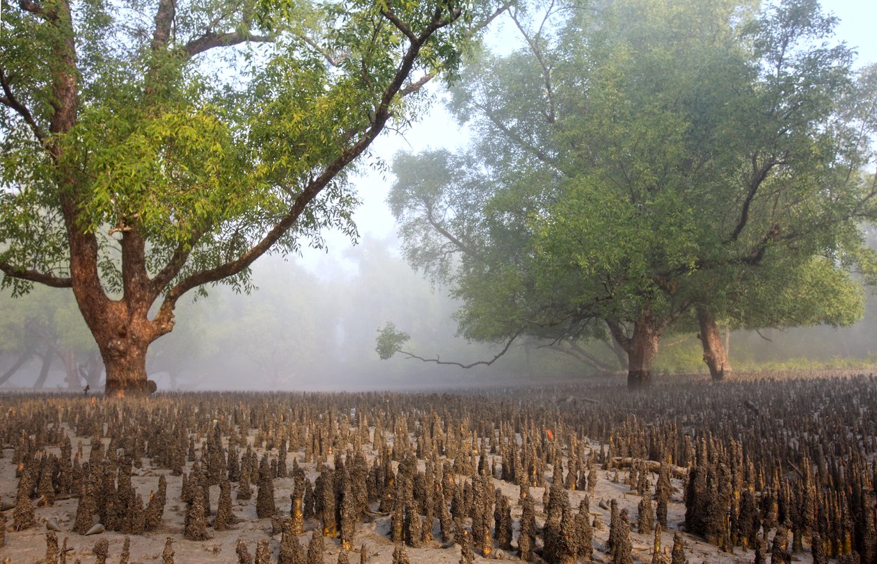 Sundarbans af Unbekannt Unbekannt