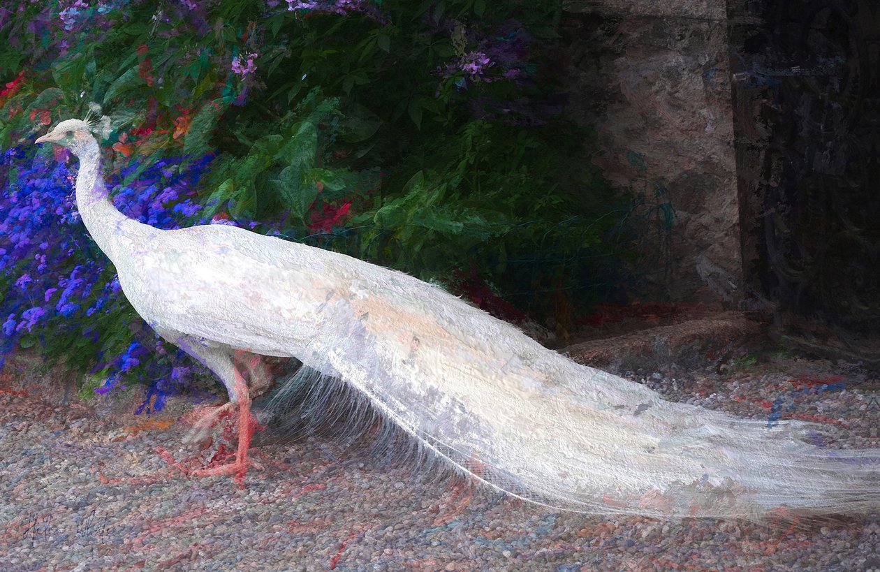 White Peacock, 2018, af Unbekannt Unbekannt