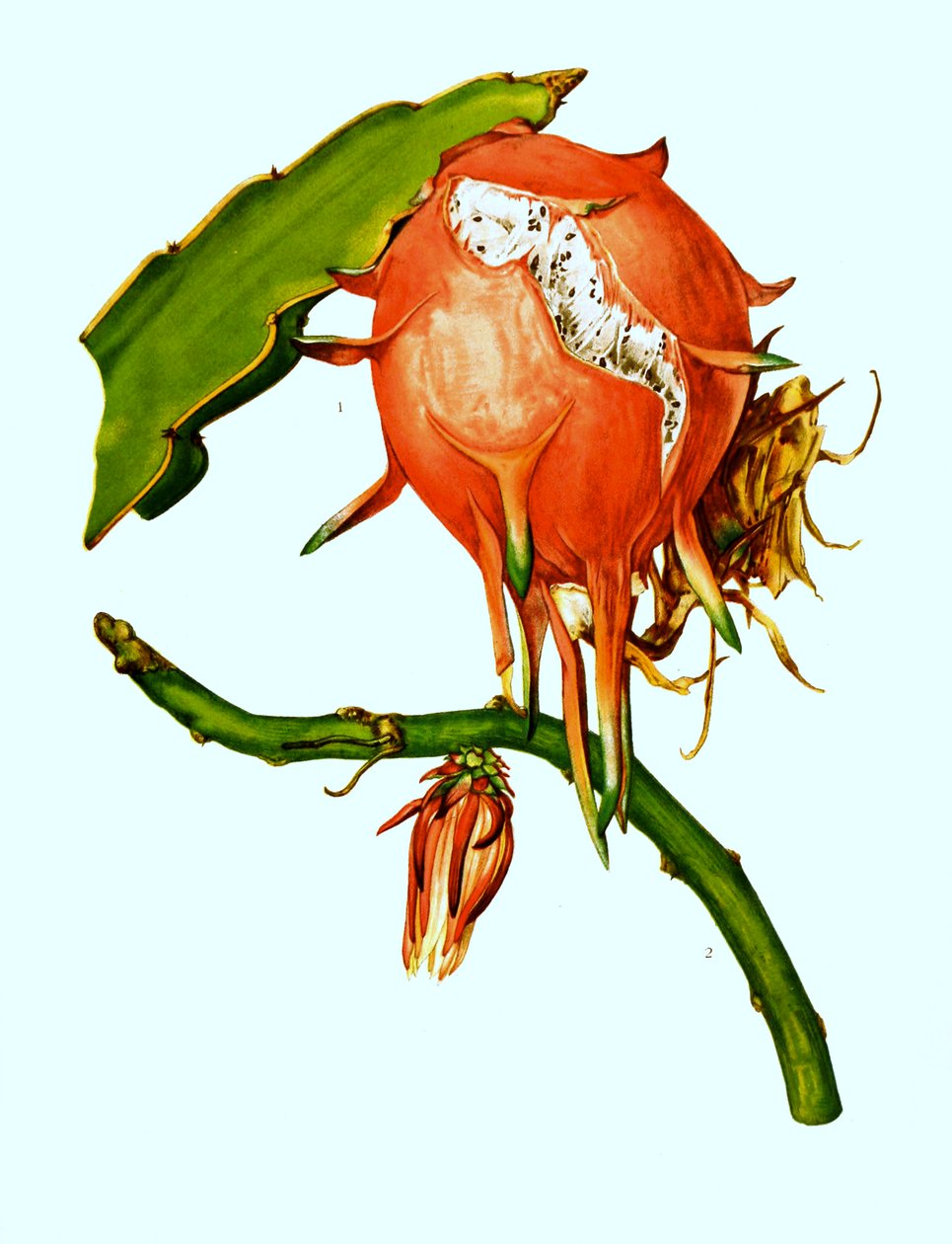 1. 2. Wilmattea minutiflora, kaktus, kaktus (Hylocereus undatus) af Unbekannter Künstler