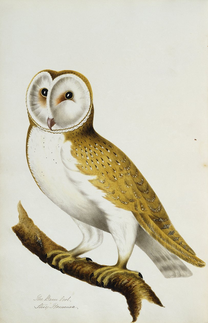 A Barn Owl, en del af Et album af akvareller af fugle og deres æg, ca. 1800 af Unbekannt