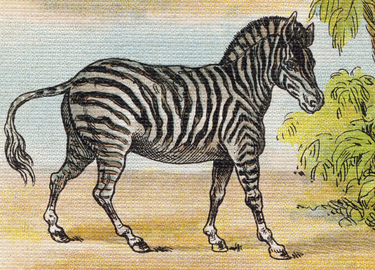En zebra. Indgravering i "Alphabet de ma petite fille". Bernardin-Bechet og Fils, boghandler-forlag, Paris, omkring 1895. Ubrydeligt album på lærred. Bibliotheque des Bebes. 12 sider. Album indeholdende en læsemetode og et illustrativt abecedary. Svag: af Unbekannt