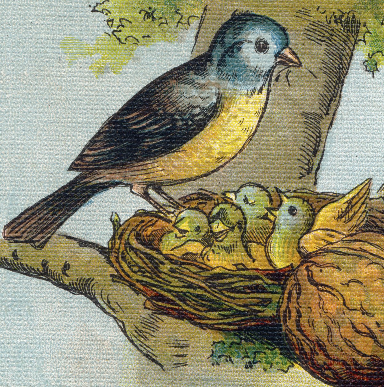En fugl fodrer sine unger i en rede. Indgravering i "Alphabet de ma petite fille". Bernardin-Bechet og Fils, boghandler-forlag, Paris, omkring 1895. Ubrydeligt album på lærred. Bibliotheque des babes. 12 sider. Album indeholdende en læsemetode og en illu af Unbekannt