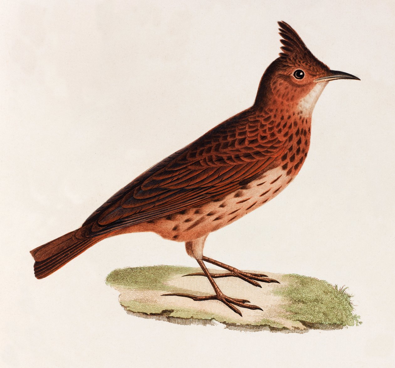 En farveillustration af en fugl af Unbekannt