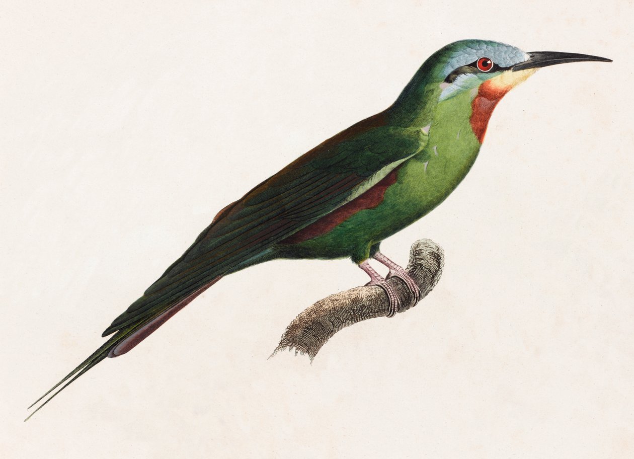 En farveillustration af en grøn fugl af Unbekannt