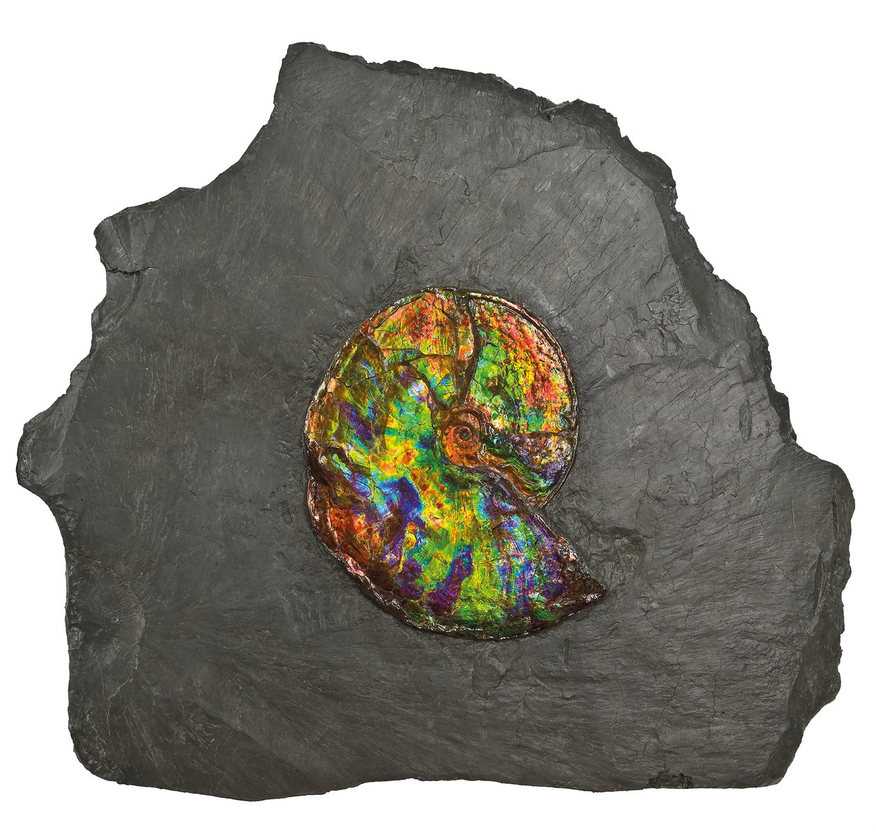 En stor iriserende ammonit, fra Canada (fossil) af Unbekannt