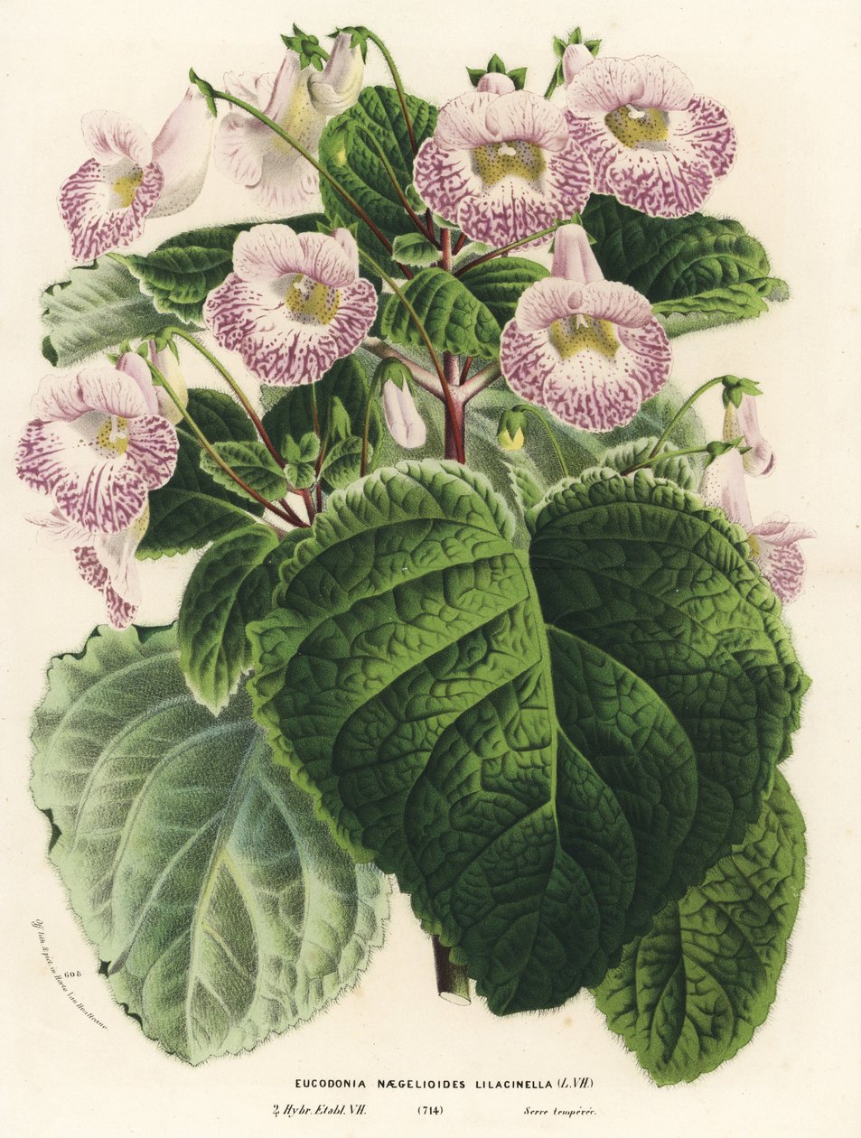 Achimenantha x naegelioides, lilla kultivar (Eucodonia naegelioides lilacinella). Håndkoloreret litografi fra Louis van Houtte og Charles Lemaires Flowers of the Gardens and Hothouses of Europe, Flore des Serres et des Jardins de l