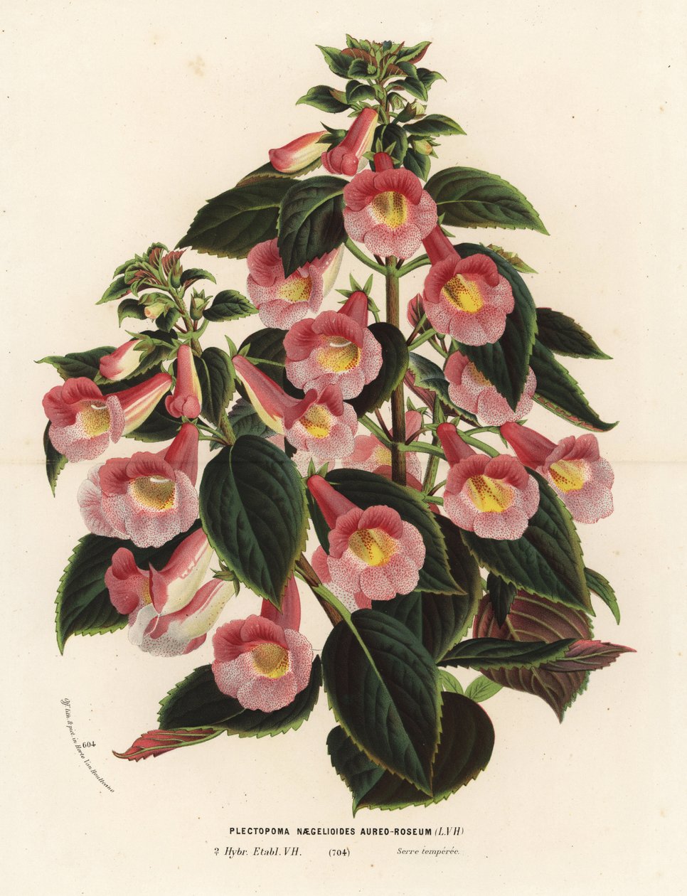 Achimenantha x naegelioides, pink og guld sort. Plectopoma naegelioides aureo-roseum. Håndkoloreret litografi fra Louis van Houtte og Charles Lemaire