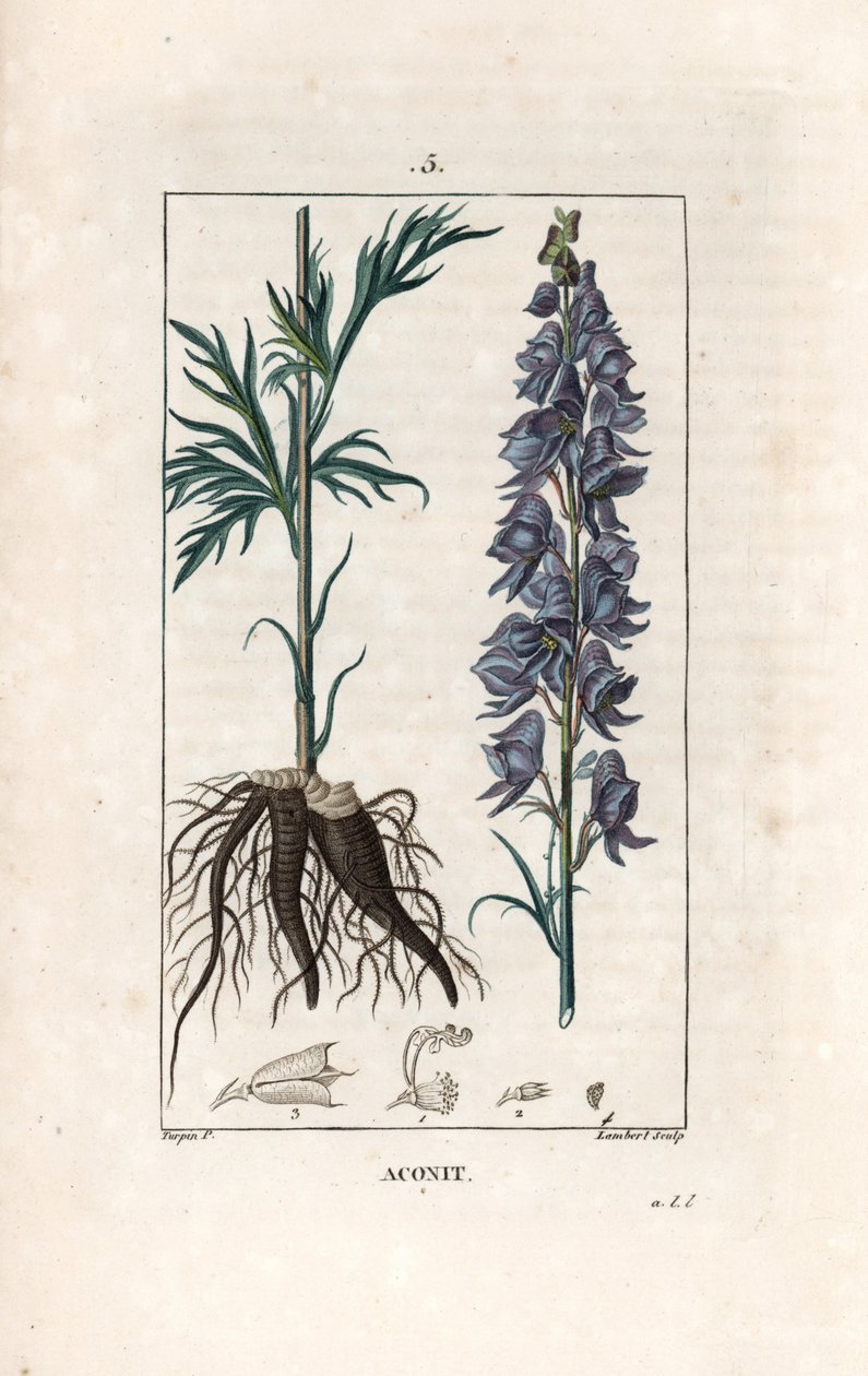 Aconit - Stik af Lambert efter tegning af Pierre Jean Francois Turpin (1775-1840), fra La flore medicale, de Chaumeton, Poiret et Chamberet, Paris 1830 - Munkehat, Aconitum napellus, med blomster, blade og rødder - Stik af Lambert efter tegning af Pierre J af Unbekannter Künstler