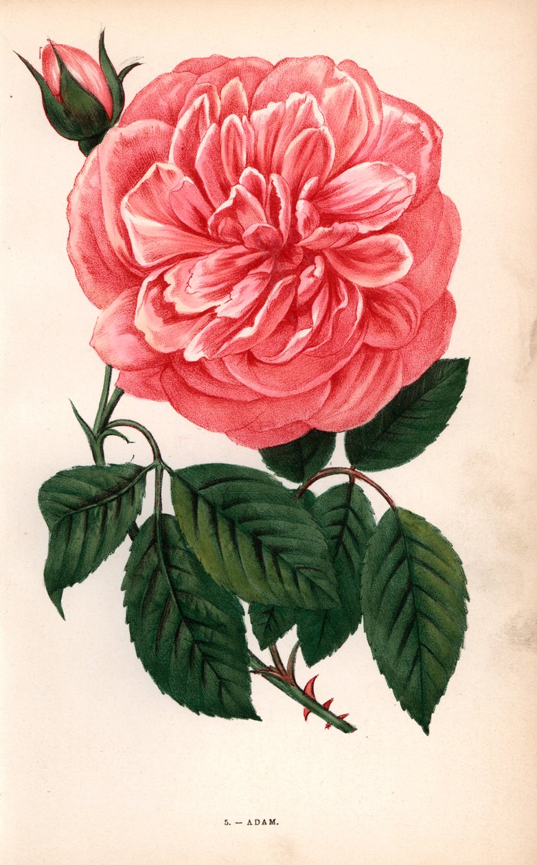 Adam-rosen, en variant af te-rosen, som Monsieur Adam fra Reims forædlede i 1838. Kromolitografi tegnet og litograferet efter naturen af F. Grobon fra Hippolyte Jamain og Eugene Forneys "Les Roses", Paris, J. Rothschild. af Unbekannter Künstler